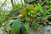 59 Elleboro verde (Helleborus viridis) 